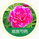 觀(guān)賞芍藥