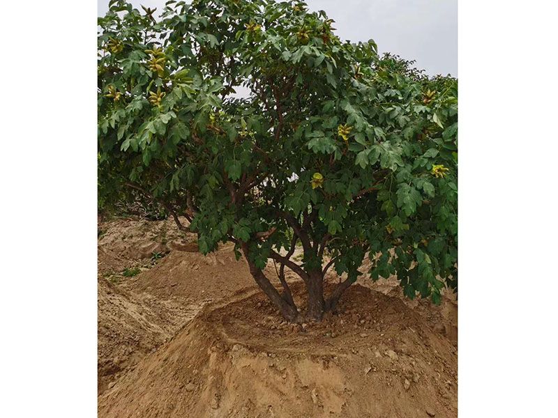 百年牡丹樹(shù)